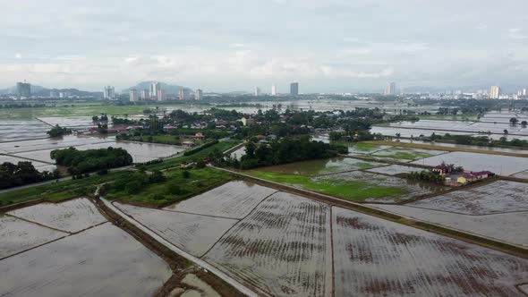 Aerial view paddy field