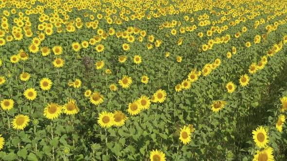 Flight above field of cultivated sunflower 4K drone footage