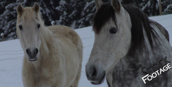 "Winter 2 Horses" FullHD Stock Footage H.264