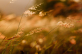 sunset grass and wildflowers - PhotoDune Item for Sale