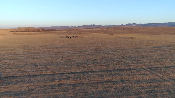 Aerial View A Horse In Steppe