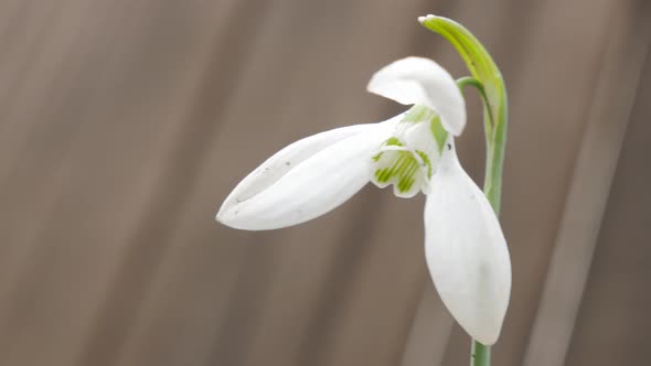 Shallow DOF lonely  snowdrop plant  in the garden 4K 2160p UHD natural footage - Galanthus nivalis s