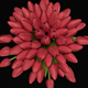 Bouquet red tulip - 3DOcean Item for Sale