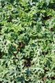 Background of young watermelon leaves - PhotoDune Item for Sale
