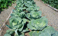 Cabbage plantation. Summer, month of July - PhotoDune Item for Sale