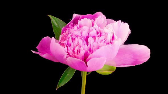 Time Lapse of Opening Beautiful Pink Peony Flowers