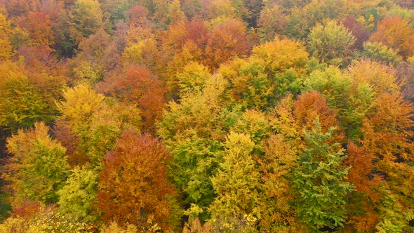 View From the Height on a Bright Yellow Autumn Forest