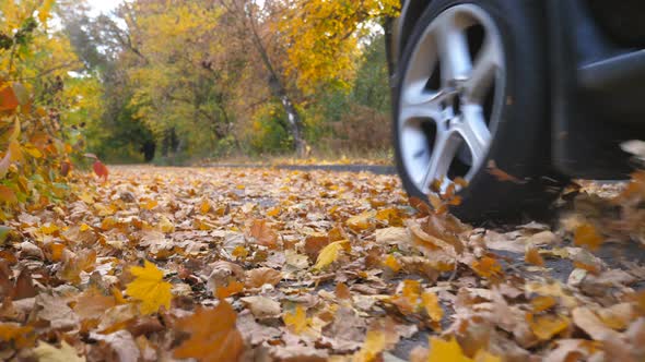 Black SUV Driving Fast Along an Empty Road Over Yellow Leaves at Park