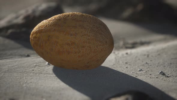 Desert Melon on the Sand Beach