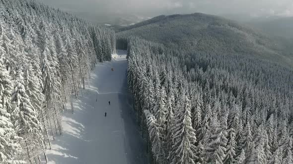 Snow Covered Fir Trees