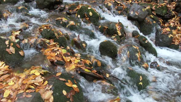 Brook Flowing Through Mossy Stones in Forest