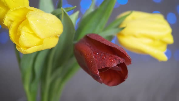 A bouquet of tulips with dew.