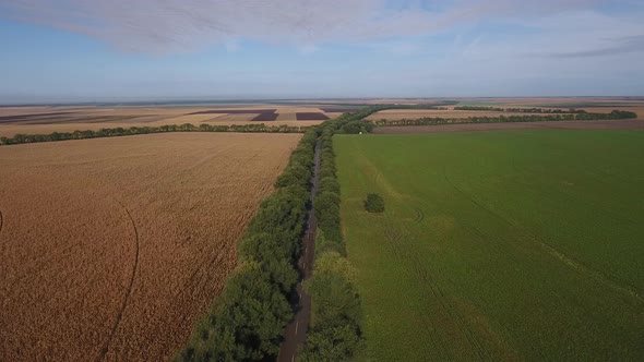 Countryside Road Between Trees