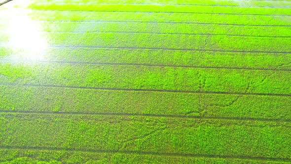 The sapling of the green rice sapling plant. Video of fresh spring rice field