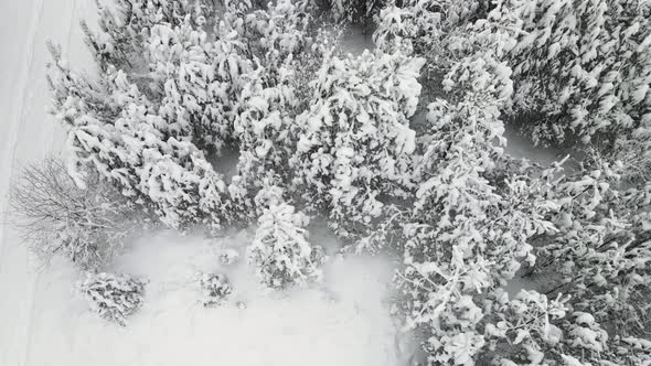 Interestingly Snowcovered Winter Forest in Cool Weather Aerial View