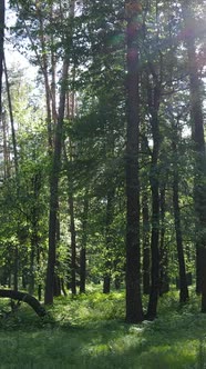 Vertical Video of a Summer Green Forest with Trees During the Day Slow Motion