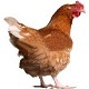 Chicken - AudioJungle Item for Sale