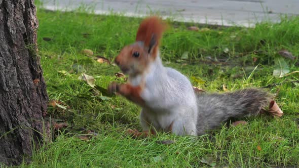 Squirrel Nibbles Nuts