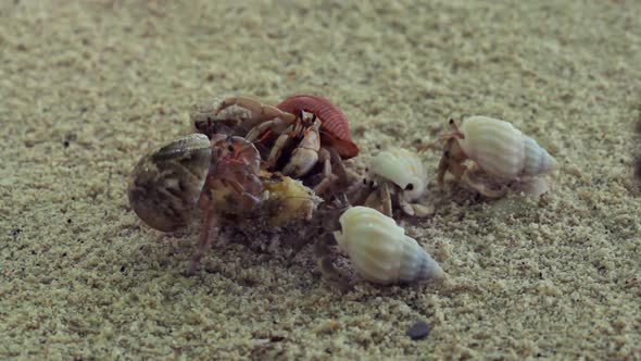 Many Hermit Crabs Feeding