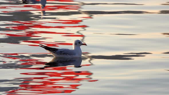 Seagull And Calm Sea Water