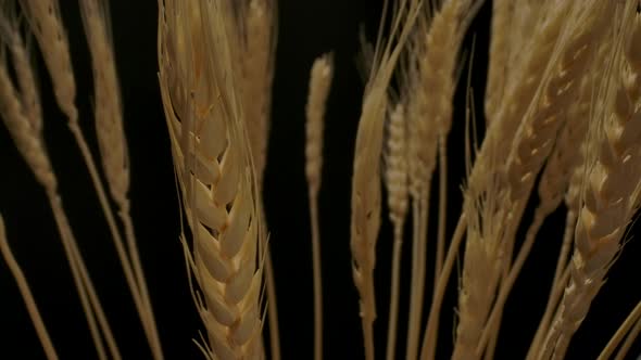 Bunch of Ripe Wheat Spikelets