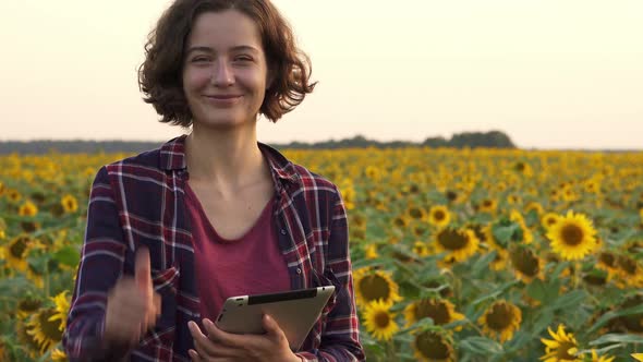 Farmer, Agronomist, Agricultural Engineer In Field Sunflowers. Verification Of Growth, Quality