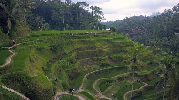 Aerial View Above of Bali Landscapes with Terraces Rice Fields.