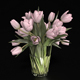 Tulip Bouquet - 3DOcean Item for Sale