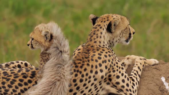 Portrait of Magnificent Cheetah Laying on Rock at Summer Noon