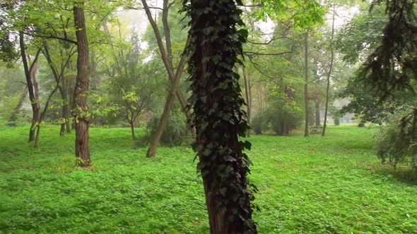 Green Foliage Inside Lush Forest Of Hoia During Misty Morning At Cluj-Napoca In Transylvania, Romani