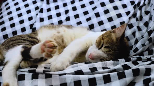 A cute, adorable female tabby cat resting, relaxing and stretching to get comfortable on her funky d