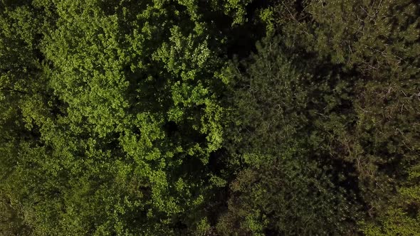 Top Down View Flying Forward Above Beautiful Green Forest.