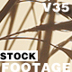 WheatStock 02 - VideoHive Item for Sale
