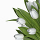 White tulips in a glass - 3DOcean Item for Sale