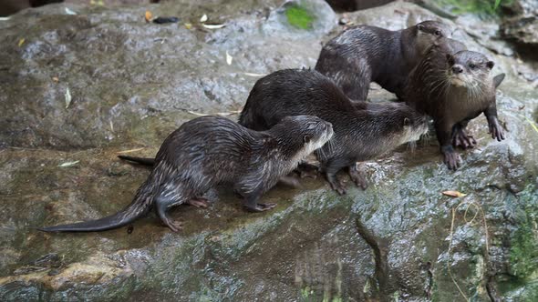 Group of oriental small-clawed otter (Amblonyx cinereus)