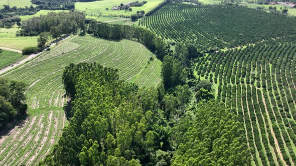 Eucalyptus forest at countryside rural scenery.