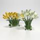 White and yellow tulips - 3DOcean Item for Sale