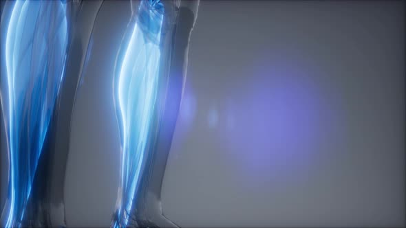 Gastrocnemius- Visible Muscle Anatomy Map