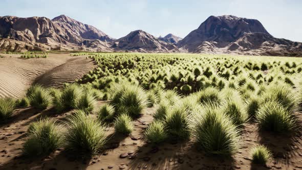 Beautiful Yellow Orange Sand Dune in Desert in Middle Asia alt