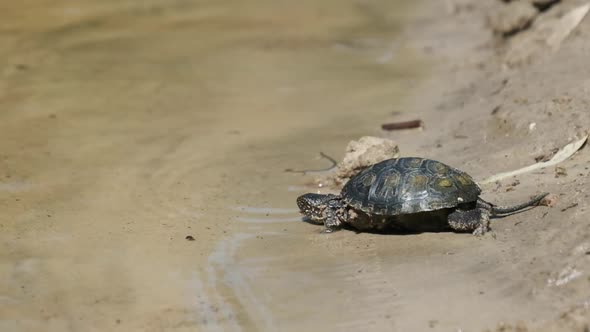 Turtle Crawling on Sand To Water and Dives Into the River.. Slow Motion 240 Fps