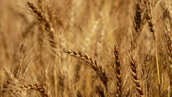 Barley Field