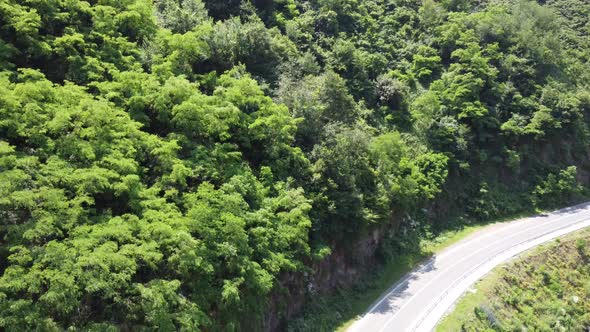 Flying Down Towards Colorful Forest Tree Inside Road