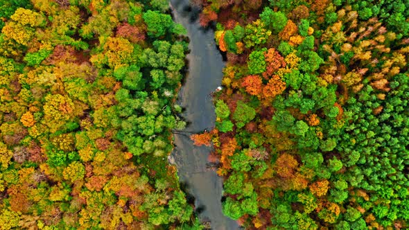 Brown autumn forest and river. Aerial view of wildlife.