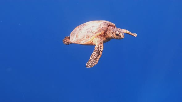 cute green sea turtle (Chelonia mydas)