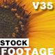 SunFlower - VideoHive Item for Sale