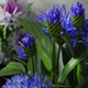 Cornflower Set Knapweed - 3DOcean Item for Sale
