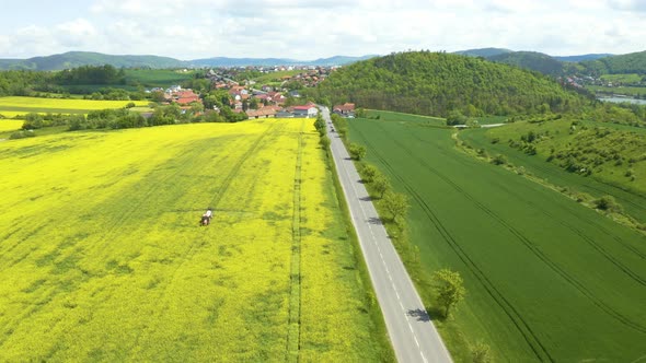 Tractor spraying pesticide in a rapeseed field by a road,car passing.