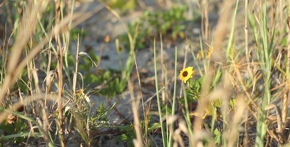 Vegetation On Beach 1