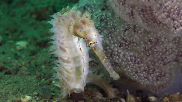 White thorny Seahorse (Hippocampus histrix) close up beside pink soft coral