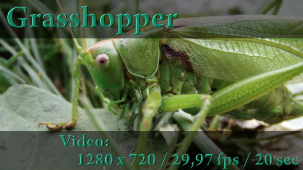 Grasshopper